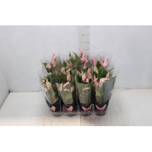 ANTHURIUM LILLI P09 PREMIUM