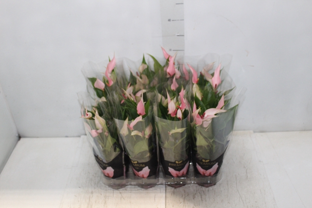 <h4>ANTHURIUM LILLI P09 PREMIUM</h4>