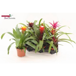 GUZMANIA MIX P12