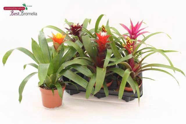 <h4>GUZMANIA MIX P12</h4>