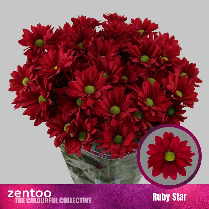 <h4>CHR T RUBY STAR</h4>