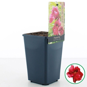 Paeonia lactiflora Rood C1.5 (15cm.)