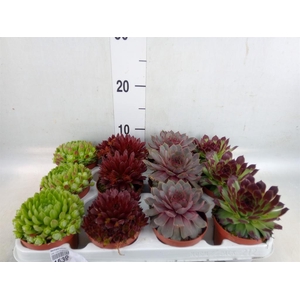 Sempervivum   ...