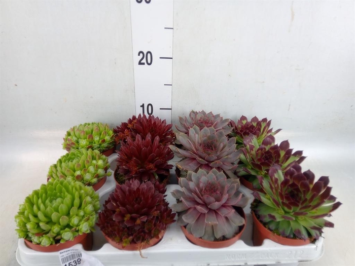 <h4>Sempervivum   ...</h4>