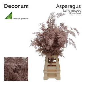 Asp lang getopt Rose gold