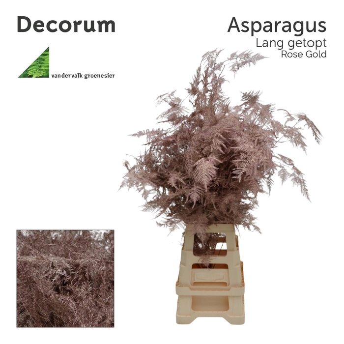 <h4>Asp lang getopt Rose gold</h4>