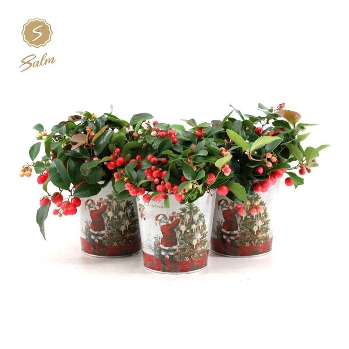<h4>Gaultheria pr. 'Big Berry'® P10 in Zinc Santa</h4>