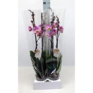 Phalaenopsis   ...