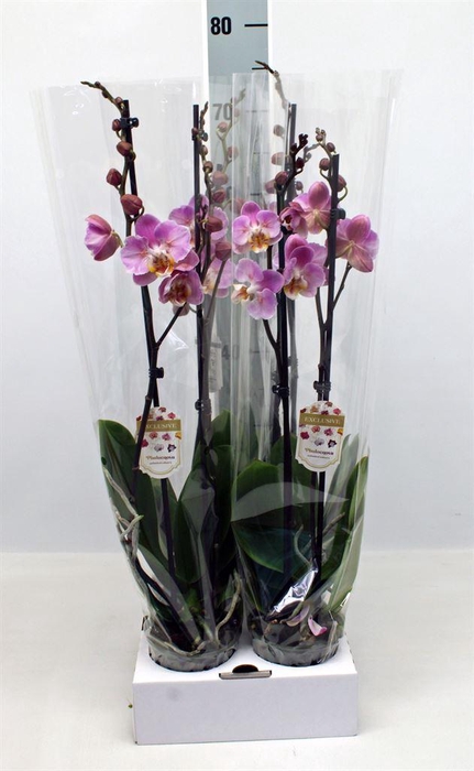 <h4>Phalaenopsis   ...</h4>