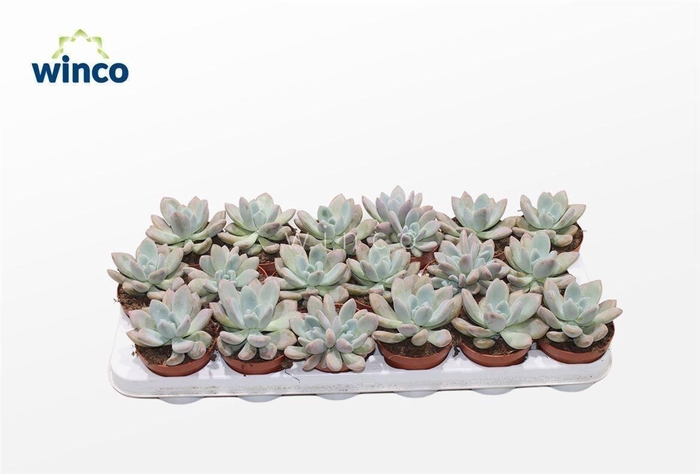 <h4>Graptoveria Opalina</h4>