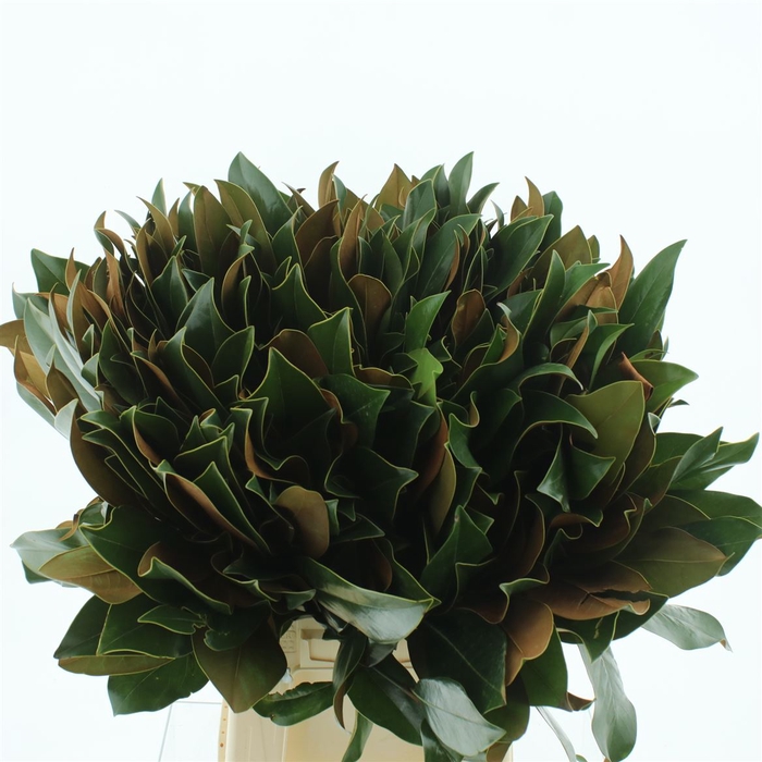 <h4>Magnolia Leafs P Stem</h4>