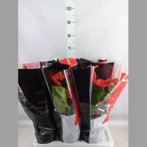 Anthurium andr. 'Madural'