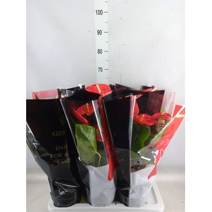 Anthurium andr. 'Madural'