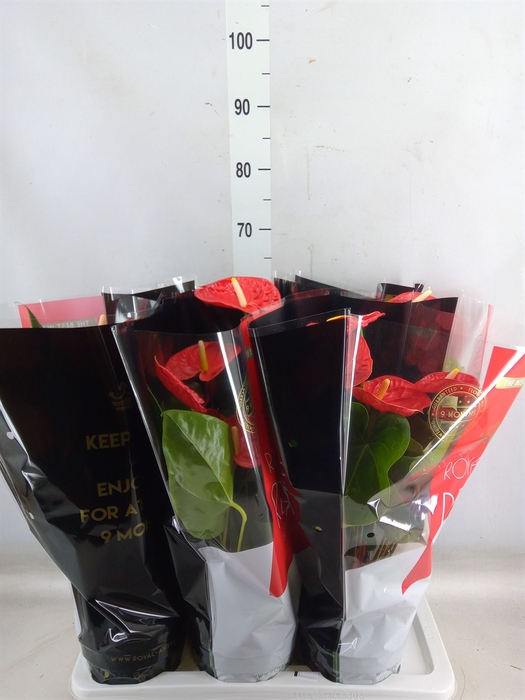 <h4>Anthurium andr. 'Madural'</h4>