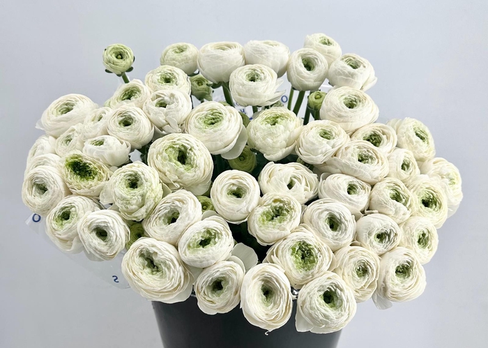 Ranunculus Clooney Alaska Super