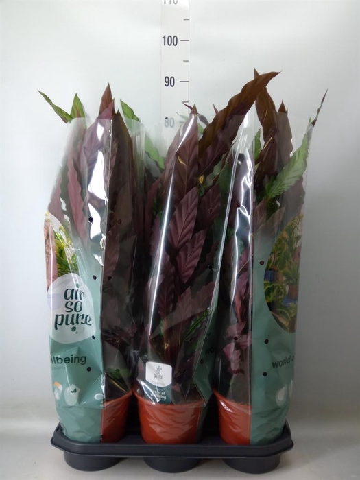<h4>Calathea rufibarba</h4>