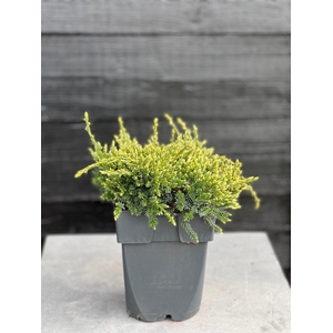 Juniperus squamata 'Holger' P17