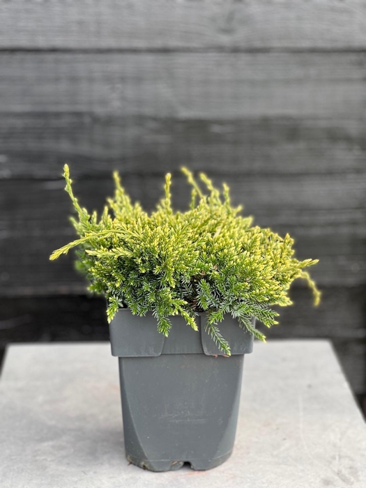 <h4>Juniperus squamata 'Holger' P17</h4>