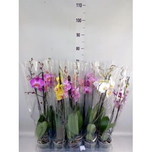 Phalaenopsis   ...mix  5