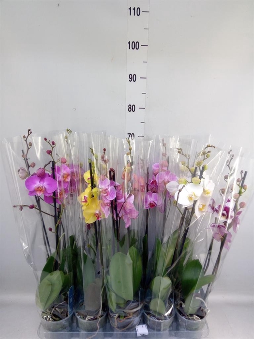 <h4>Phalaenopsis   ...mix  5</h4>