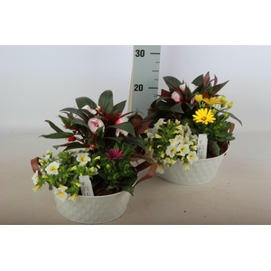 ARR TUINPLANTEN