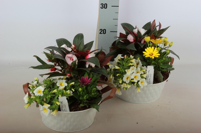 <h4>ARR TUINPLANTEN</h4>