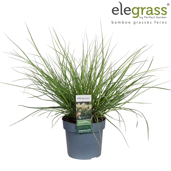 <h4>Cortaderia selloana 'Tiny Pampa' P19</h4>