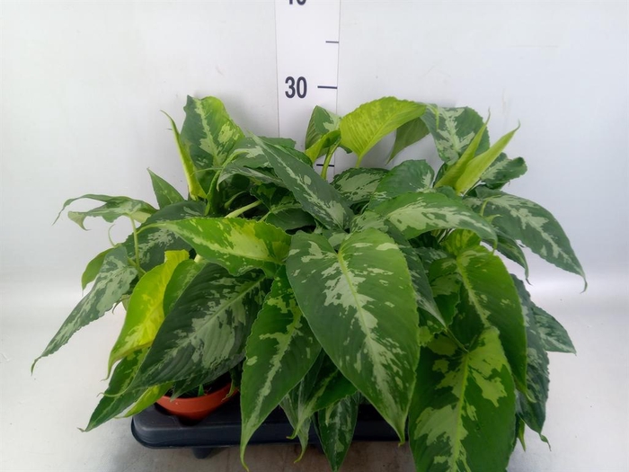 Schismatoglottis scortechinii