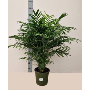 Chamaedorea elegans 20Ø 100cm