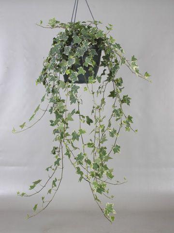 <h4>HED HE MONA LISA</h4>