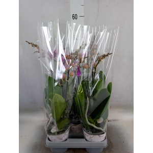 Phalaenopsis   ...rose