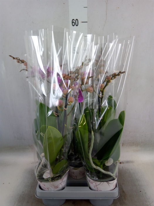 <h4>Phalaenopsis   ...rose</h4>