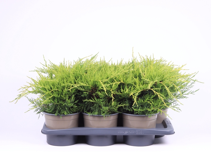 <h4>Juniperus x pfitzeriana 'Gold Coast'</h4>