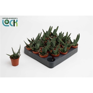 Gasteria Big Ben