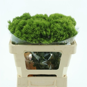 Di Barb Green Trick (x50 In Hoes)