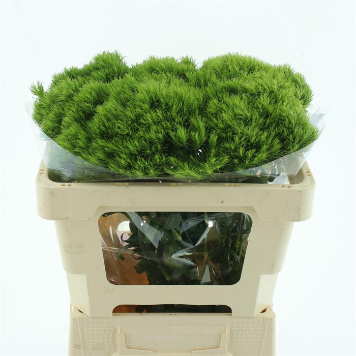 <h4>Di Barb Green Trick (x50 In Hoes)</h4>