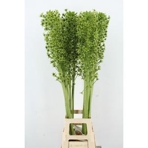 EUCOMIS P-E GOLIATH SEEDS XXL