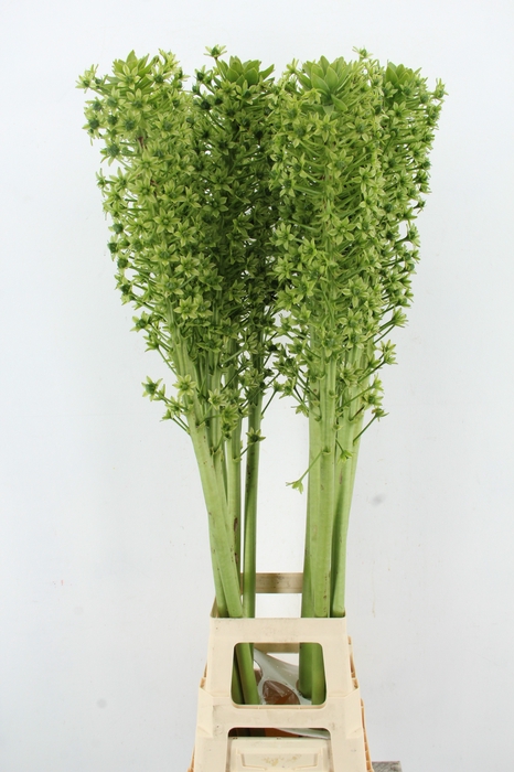 EUCOMIS P-E GOLIATH SEEDS XXL