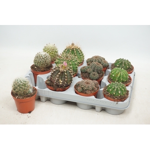 CACTUS GEM