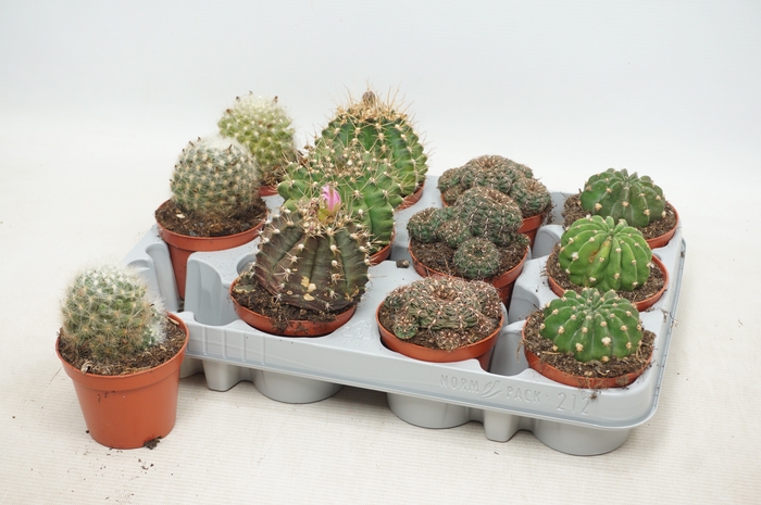 <h4>CACTUS GEM</h4>