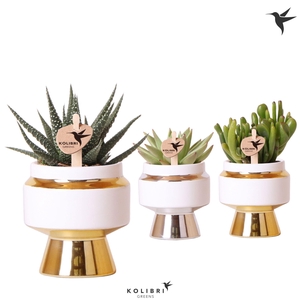 Kolibri Greens Succulenten mix in Le Chic pot mix