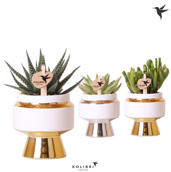 <h4>Kolibri Greens Succulenten mix in Le Chic pot mix</h4>