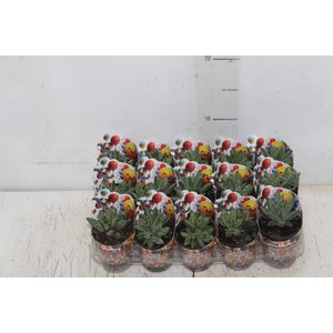 SUCULENTAS PACHYPHYTUM COMPACTUM P06