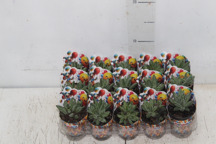 <h4>SUCULENTAS PACHYPHYTUM COMPACTUM P06</h4>