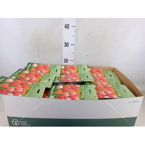 Tulipa   ...flowerbulbs