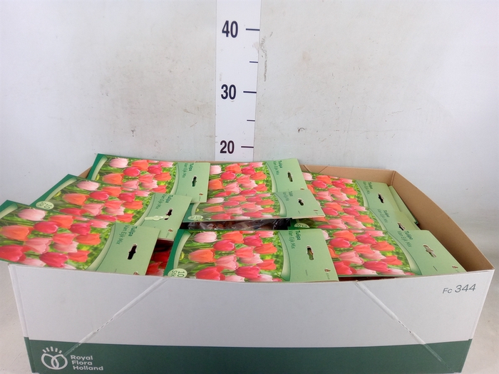 <h4>Tulipa   ...flowerbulbs</h4>