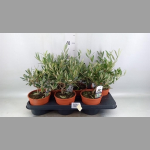 Olea europaea
