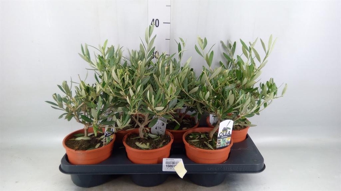 <h4>Olea europaea</h4>