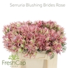 Serruria Blushing Brides Rose 2-5 Flwrs