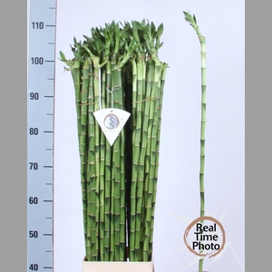DRAC LUCKY BAMBOO